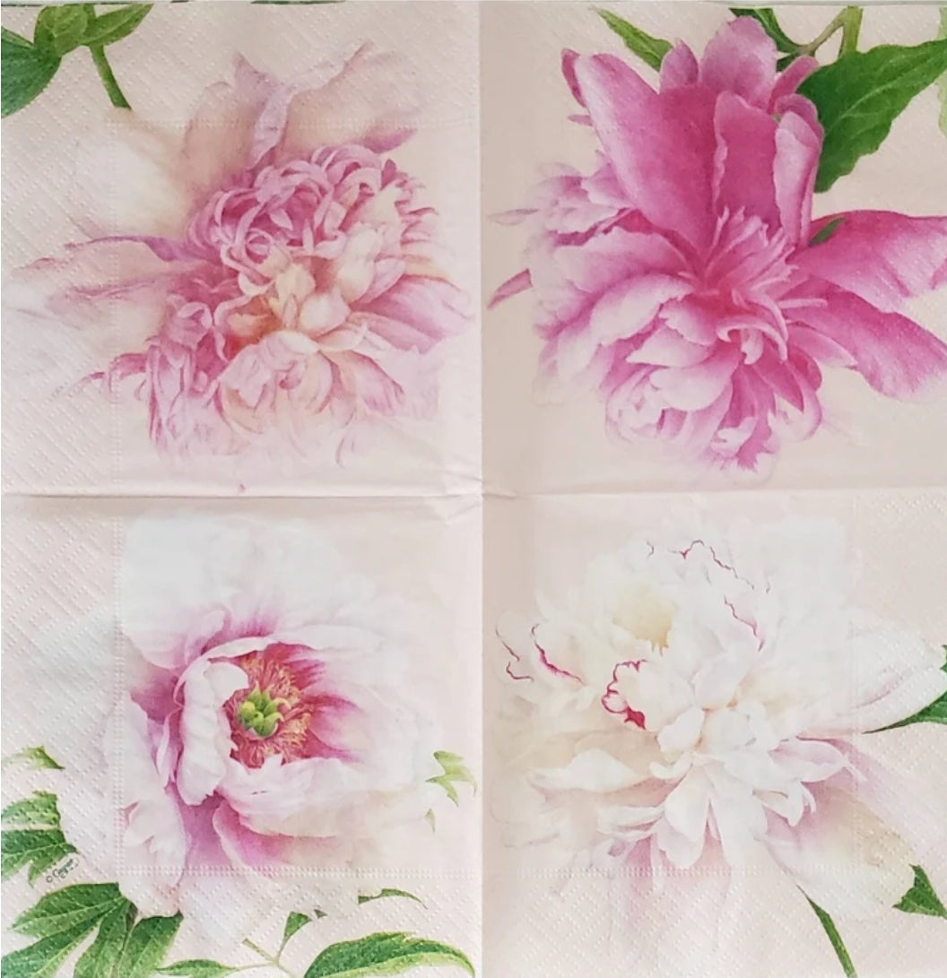 Peony Flowers 4 Stages Cocktail Size Napkins