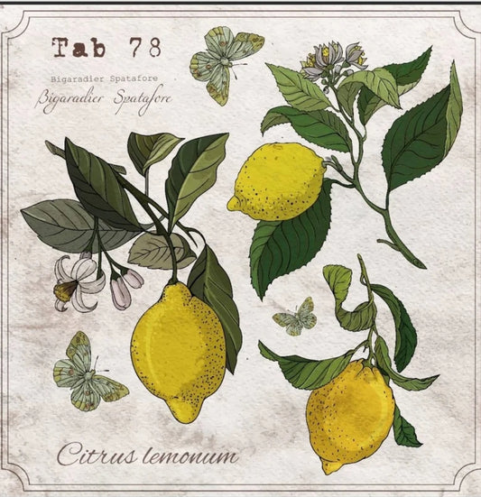 Lemon Botanical Study Cocktail Size Napkins