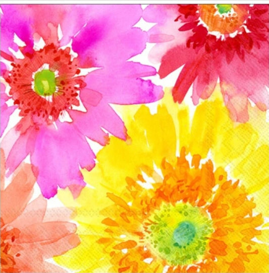 Bright Gerber Daisy Flowers Cocktail Size Napkins